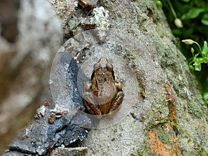 Small Frog on the rocks