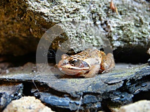 Small Frog on the rocks