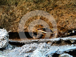 Small Frog on the rocks