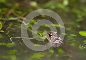 small frog showing its head out of the water in a pond