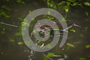 small frog showing its head out of the water in a pond