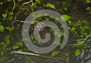 small frog showing its head out of the water in a pond