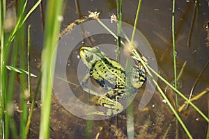 Small frog on the surface of a small reed-covered forest pond