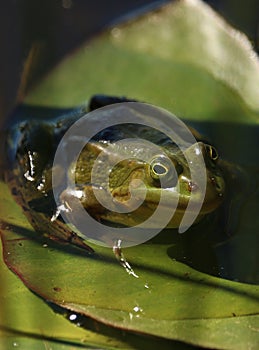 Small frog on the surface of a small reed-covered forest pond