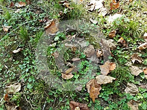 Small frog or toad camouflaged in green lawn with leaves