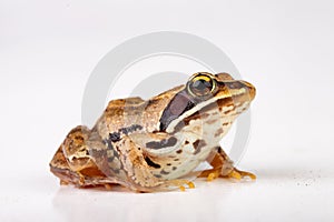 Small frog on a white table in a photo studio. A small amphibian from Central Europe