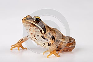 Small frog on a white table in a photo studio. A small amphibian from Central Europe