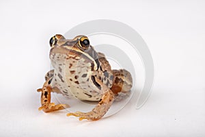 Small frog on a white table in a photo studio. A small amphibian from Central Europe