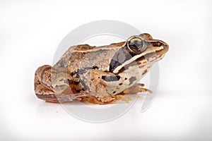 Small frog on a white table in a photo studio. A small amphibian from Central Europe