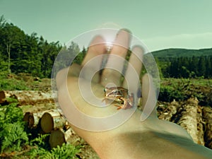 A small frog in a woman`s hand against the background of a chopped forest. . photo