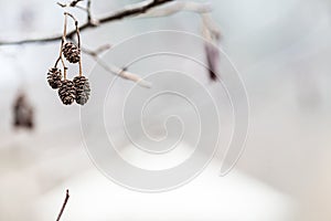 Small frosted cones on branches, chilly day