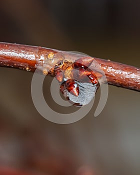 Small frozen droplet on tree branch