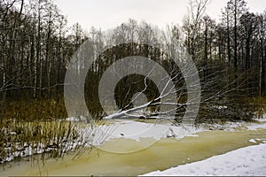 A small frozen lake with an old fallen tree in the middle, winter, a cold night in a forest park.