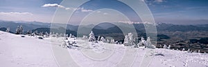 Small frozen trees with ice and big mountains in background