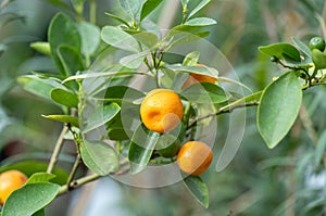 Small fruit citrus kumquat on tree in garden close-up.