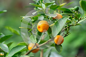 Small fruit citrus kumquat on tree in garden close-up.