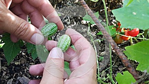 small fruit of Melothria scabra held by hand. cucamelon cultivation in backyard garden