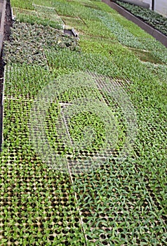 Small fruit plants sprouts in large greenhouse photo