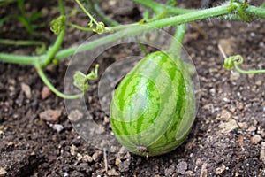 Small fruit watermelon growing in the garden