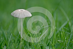 Small Fungi