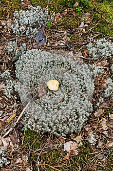 Small fungus growing among lichen, Belarus.