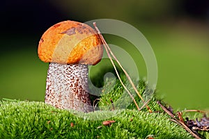 Small fungus with Red-capped