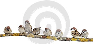 small funny birds sparrows are sitting on a branch on a white isolated background