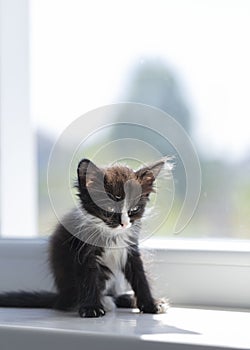 Small funny black and white kitten 1.5 months sits on the windowsill near the window