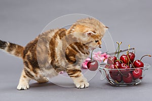 Kitten and a bowl with cherry