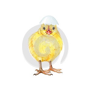 Small funny chick with cracked egg shell. Watercolor painted illustration. Hand drawn tiny fluffy chicken hatched from