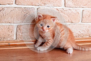 Small funny ginger kitten lurked on the floor near the wall