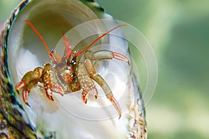 Small funny hermit crab underwater close up.