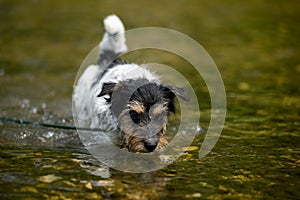 Small funny jack russell terrier dog cools off with joy in water
