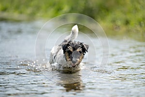 Small funny jack russell terrier dog cools off with joy in water