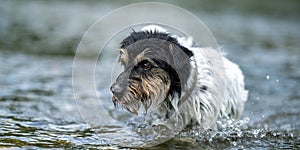 Small funny jack russell terrier dog cools off with joy in water