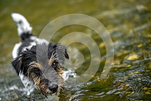 Small funny jack russell terrier dog cools off with joy in water
