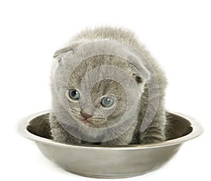 Small funny kitten in bowl