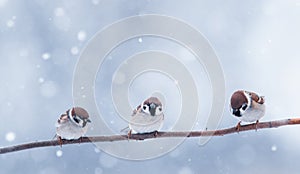 small funny little birds sit on a branch in the winter garden under the falling snow