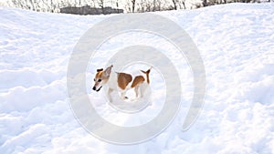 Small funny playing dog in snow