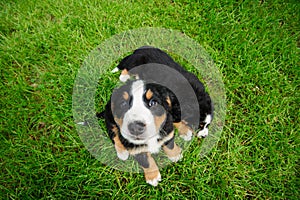 small funny puppies on a green grass