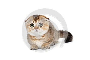 Small and funny Scottish fold kitten