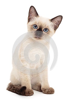 Small, funny Siamese kitten photo