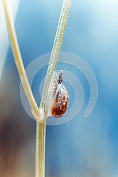 A small funny white snail on a blue pond background. A snail with a brown shell crawls up the stem, as if whistling