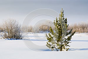 Small Fur Tree in the fresh snow waking up to the sunny day