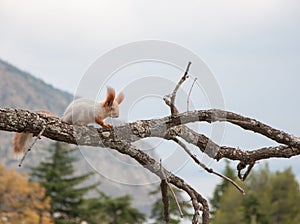 Small furry red squirrel without a foot on branch in the background of trees