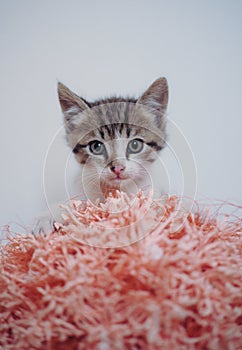Small furry striped kitten, portrait of a kitten