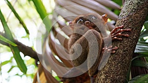 small furry tarsier from Bohol island in Phillipines seat on tree branch in rainforest.