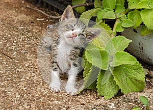 Sick Weak Kitten Beside Mint Plant