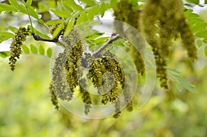 The small fuzz seeds on the tree branches