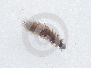 Small fuzzy brown caterpillar on old snow in late winter macro, selective focus, shallow DOF